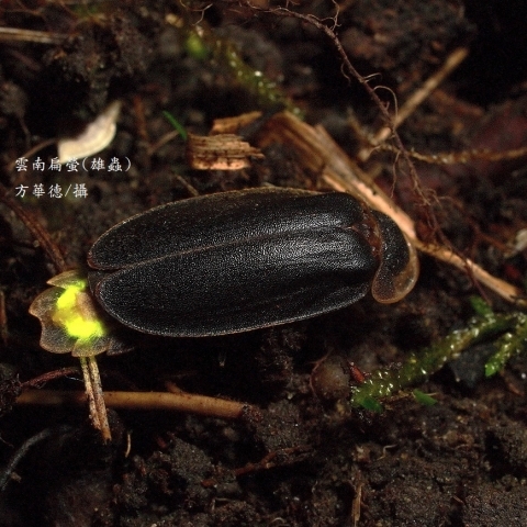 雲南扁螢