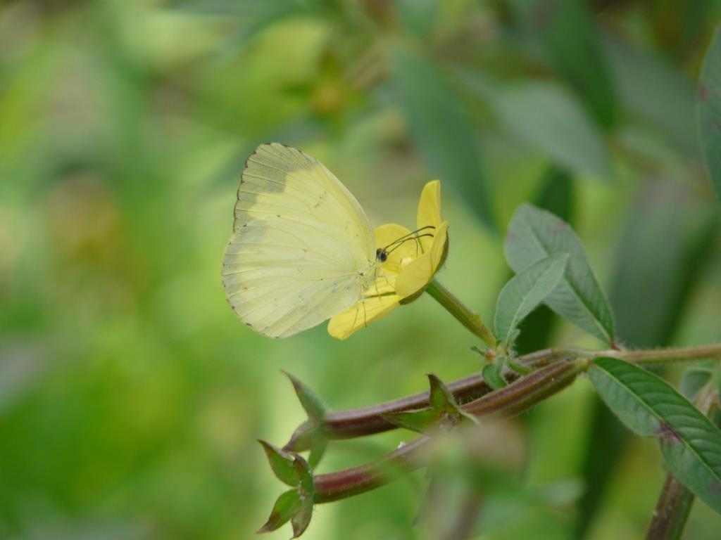 26b吸蜜雌蝶