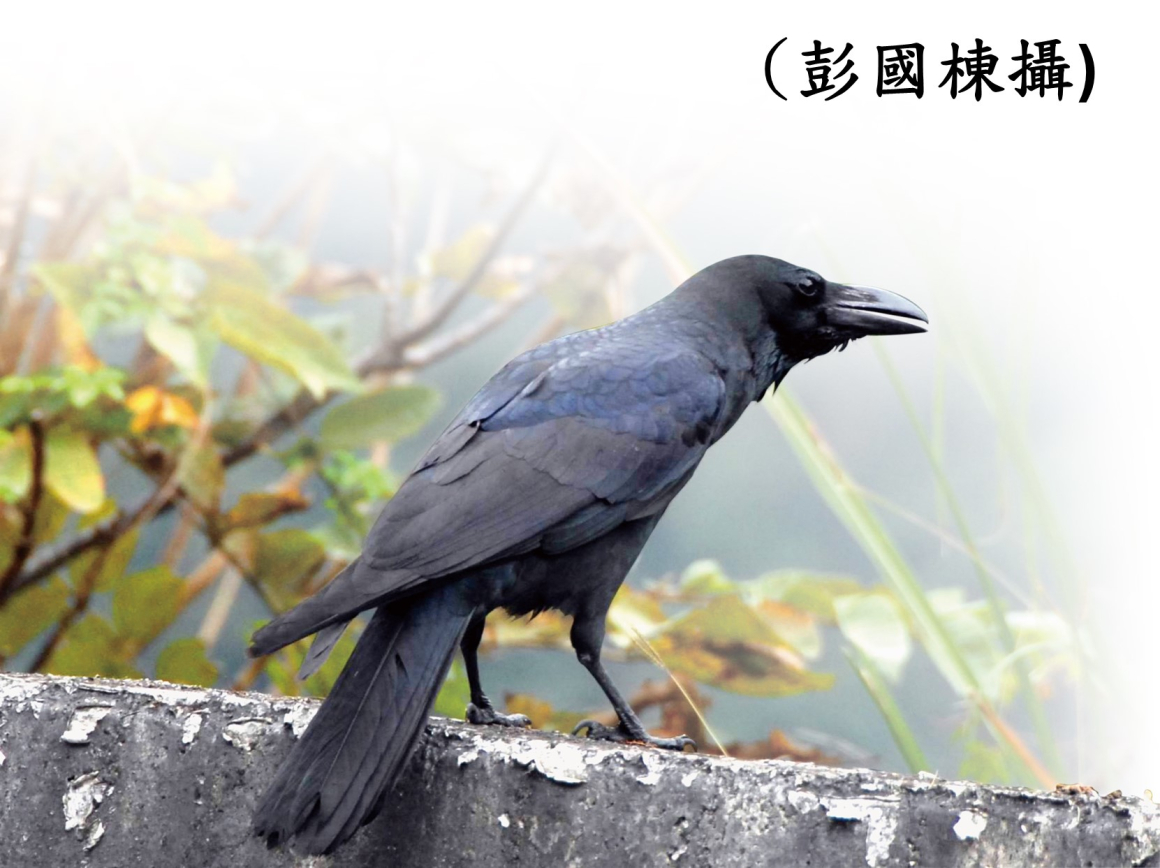 038巨嘴鴉1