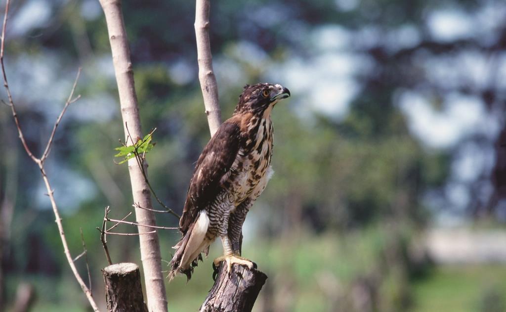 6a鳳頭蒼鷹