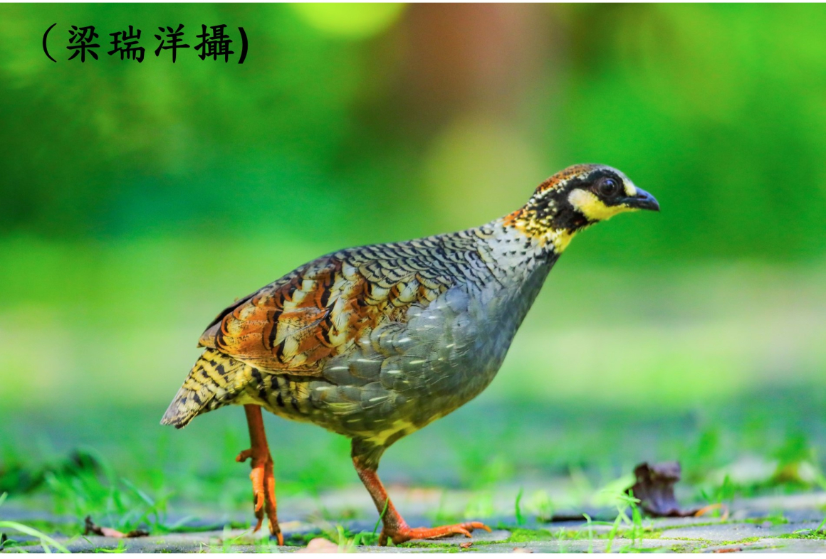 深山竹雞-梁瑞洋321A0986