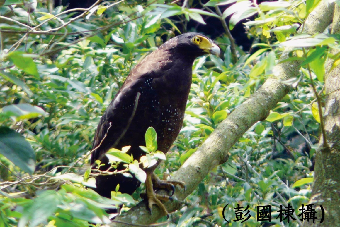 蛇雕2