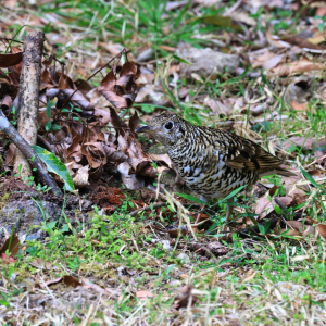IMG_2142 [最大闊度 2400 最大高度 1800]