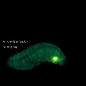 雙色垂鬚螢雌蟲--縮圖