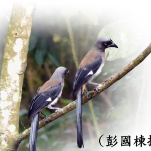 039灰樹鵲2