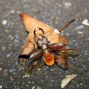 高砂深山鍬形蟲展翅_調整大小