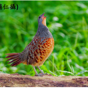 竹雞-劉輔仁