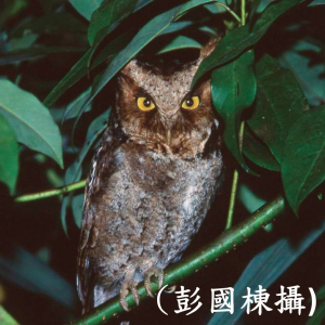 049黃嘴角鴞2