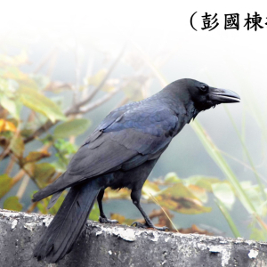 038巨嘴鴉1
