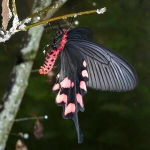 2b台灣麝香鳳