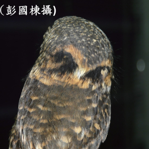 047領鵂鶹2