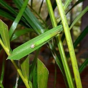 63c紫蛇目蝶幼蟲