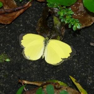 26a台灣黃蝶雄蝶