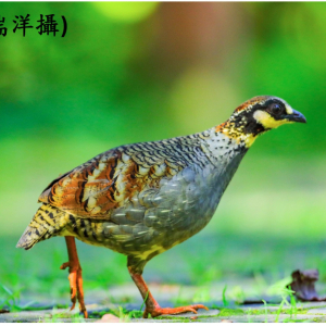 深山竹雞-梁瑞洋321A0986