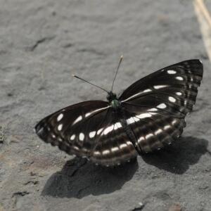 56a台灣三線蝶
