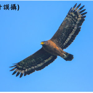 大冠鷲-鄧甘謨