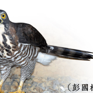 鳳頭蒼鷹1