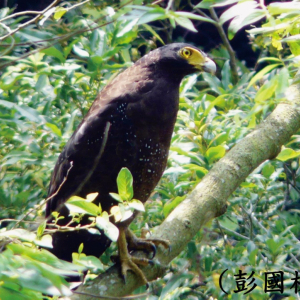 蛇雕2