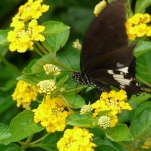 14d穿梭花叢間