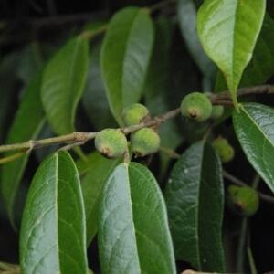 31d阿里山珍珠蓮