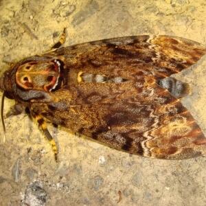 25.鬼臉天蛾_調整大小
