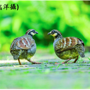 深山竹雞-梁瑞洋321A1060