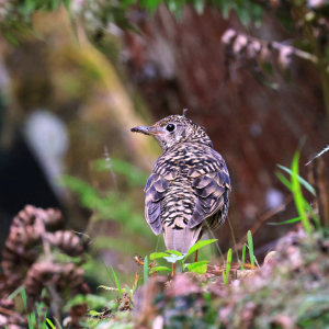 IMG_5299 [最大闊度 2400 最大高度 1800]
