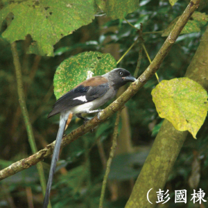 039灰樹鵲1