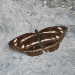 57a埔里三線蝶