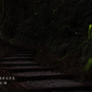 神木螢發光景觀_燕庵--縮圖